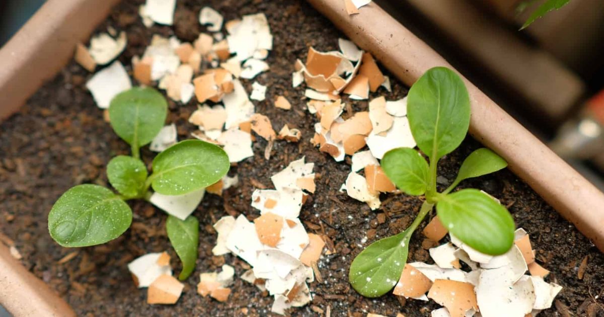 6 Möglichkeiten Eierschalen Für Topfpflanzen Zu Verwenden + DIYRezept