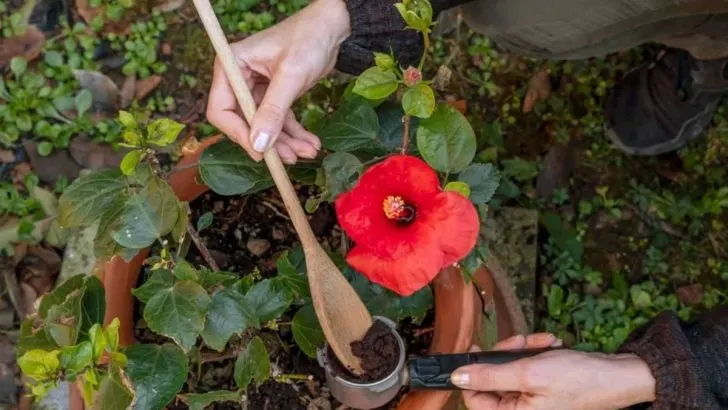 8 Pflegetipps Die Ihnen Helfen Wenn Ihr Hibiskus Nicht Blüht