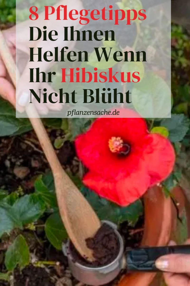 8 Pflegetipps Die Ihnen Helfen Wenn Ihr Hibiskus Nicht Blüht