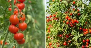 8 Simple Strategien Um Mehr Tomaten Zu Erhalten Und Ihre Ernte Zu Steigern