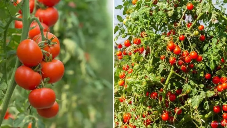 8 Simple Strategien Um Mehr Tomaten Zu Erhalten Und Ihre Ernte Zu Steigern