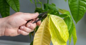 8 Ursachen für Braunfärbung von Geldbaum -Blättern + Lösungen