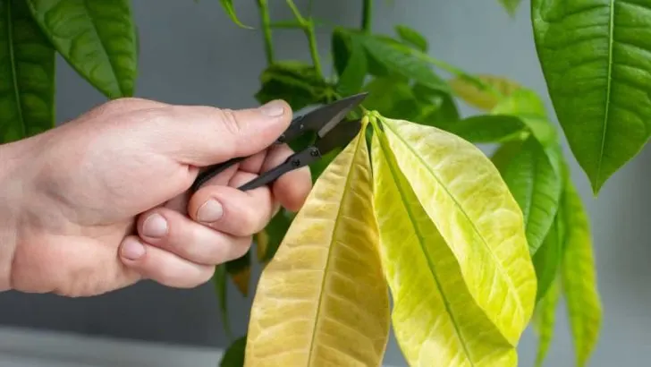 8 Ursachen für Braunfärbung von Geldbaum-Blättern + Lösungen