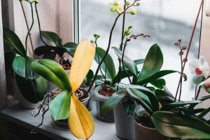 9 Gründe Für Hängende Orchideenblätter Und Wie Man Sie Behebt