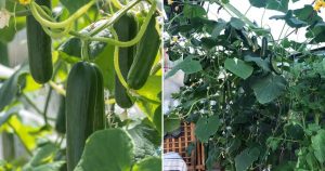 9 Tipps Für Den Vertikalen Anbau Von Zucchini Wie Ein Profi