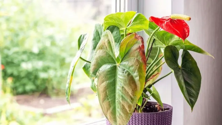 6 Sachen Die Sie Über Den Lichtbedarf Von Anthurien Wissen Müssen