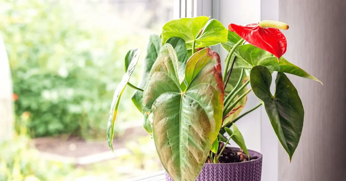 6 Sachen Die Sie &Uuml;ber Den Lichtbedarf Von Anthurien Wissen M&uuml;ssen