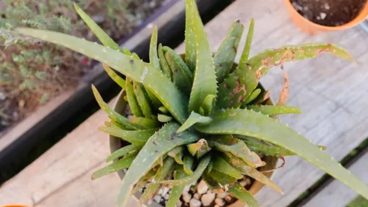 Alles, Was Sie Über Die Temperaturtoleranz Von Aloe Vera Wissen Müssen