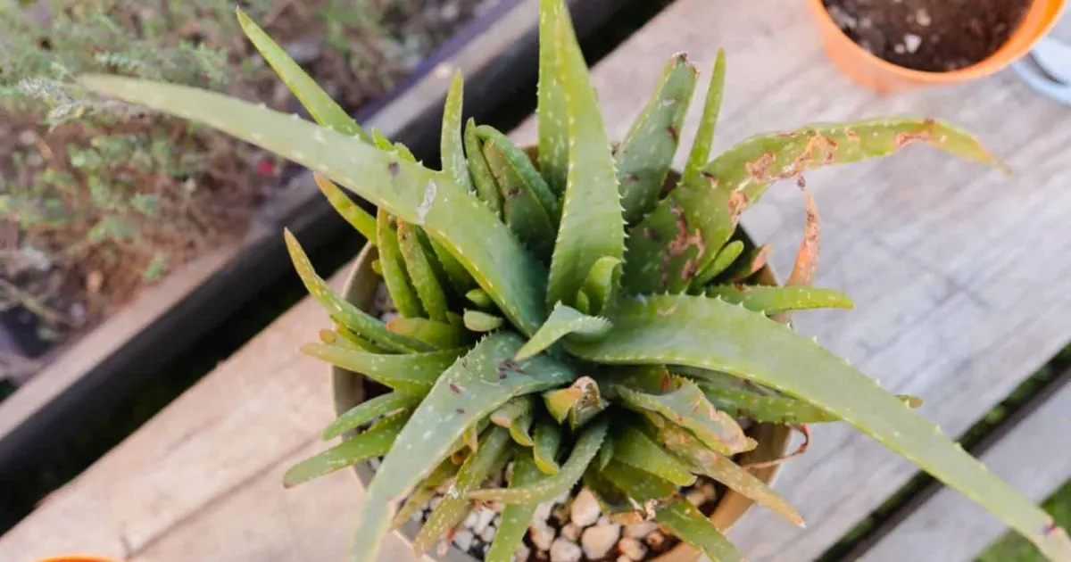 Alles, Was Sie &Uuml;ber Die Temperaturtoleranz Von Aloe Vera Wissen M&uuml;ssen