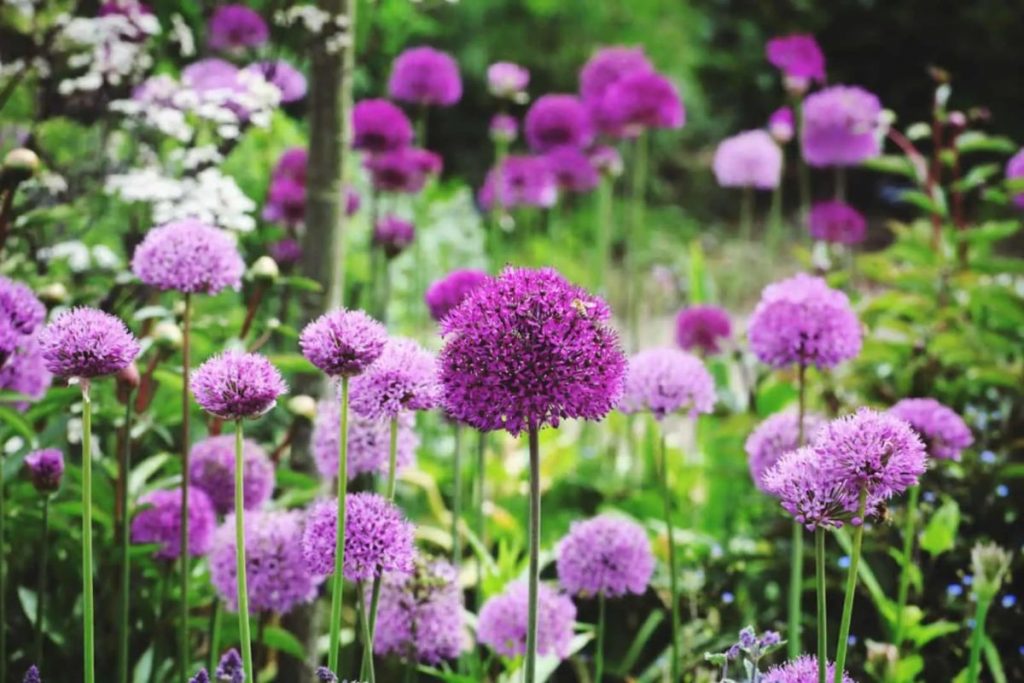 Allium im Garten