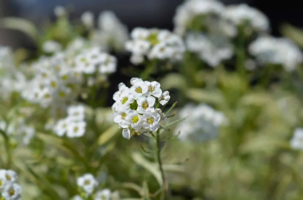 Alyssum