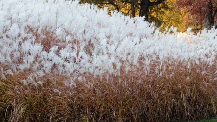 Anbau Und Pflege Des Schönen Flammengrases