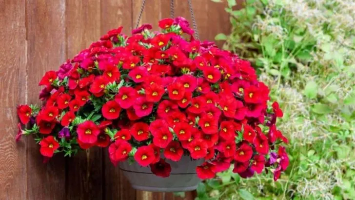 Wie Man Petunien In Hängekörben Anbaut Und Pflegt