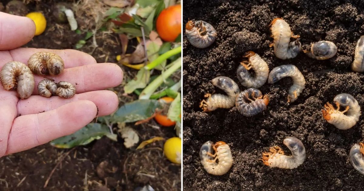 Arten Von Schädlichen Würmern In Der Gartenerde + Methoden Zur Beseitigung