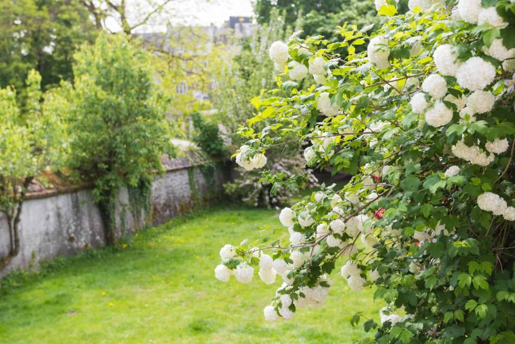 Blumenstrauch Viburnum