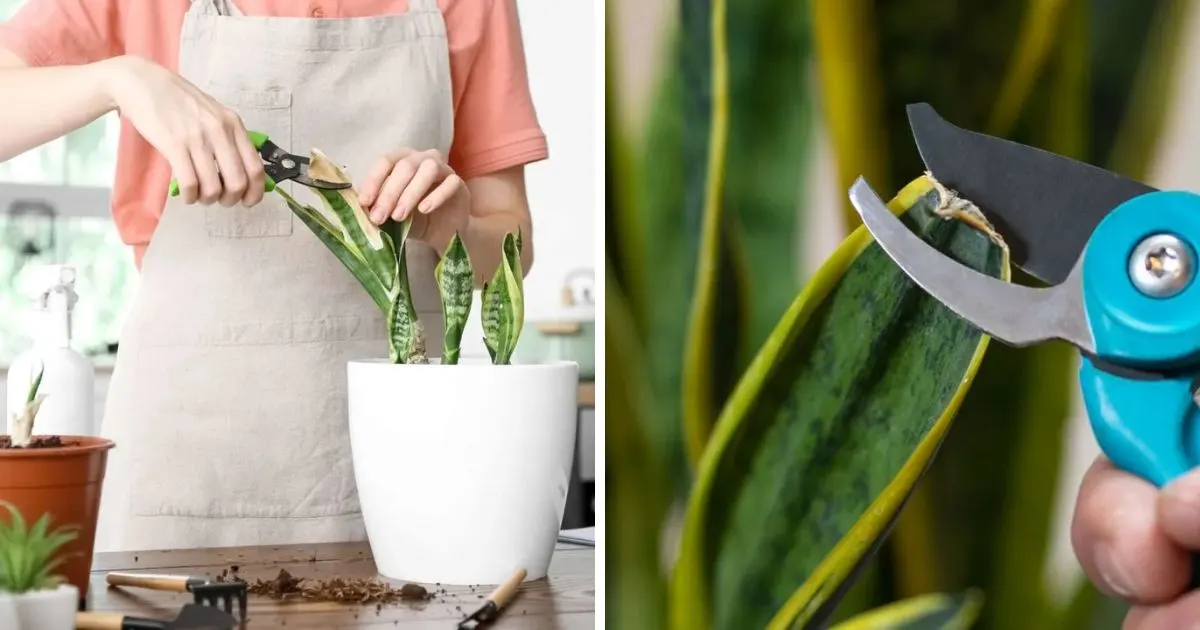 Bogenhanf (Sansevieria) schneiden Schritt F&uuml;r Schritt Anleitung
