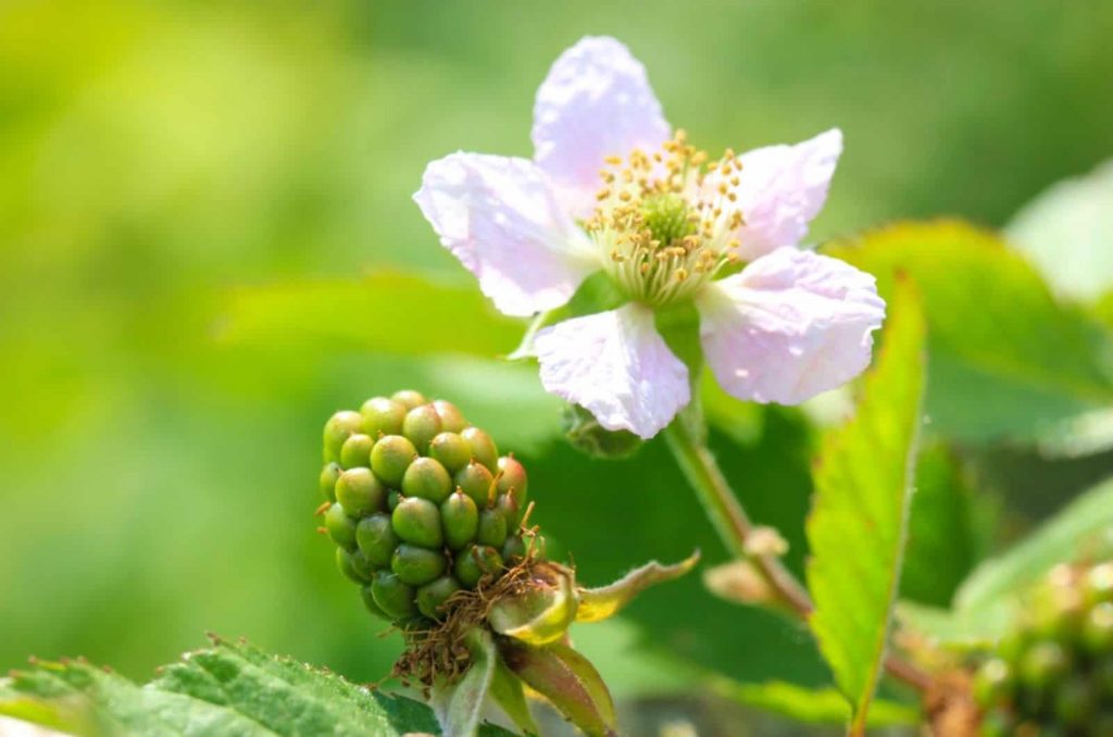Wann Blühen Brombeeren?