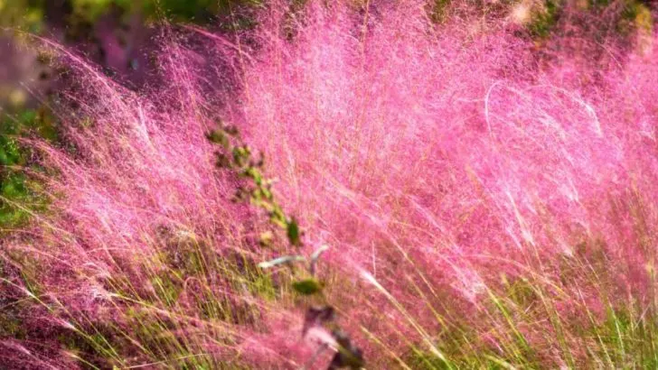 Charmante Begleitpflanzen Für Rosa Ziergras: Alle Infos