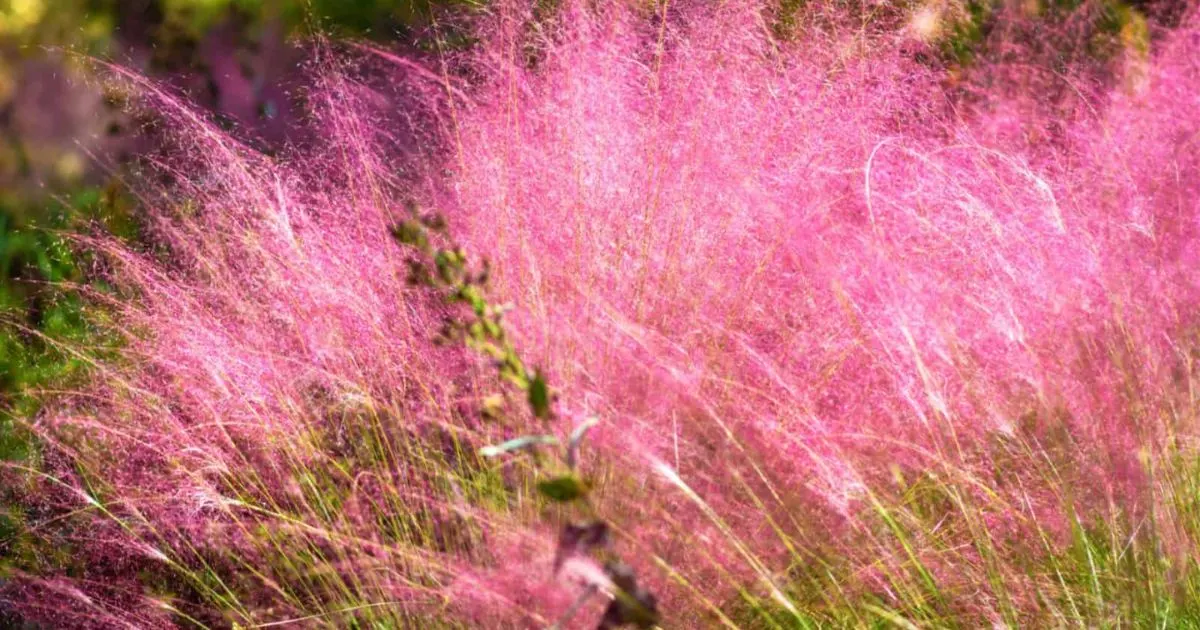 Charmante Begleitpflanzen Für Rosa Ziergras + Alle Infos Über Das Ziergras