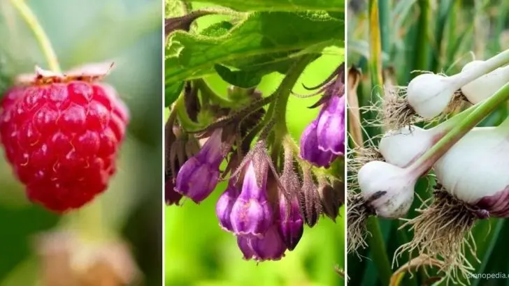 Die 15 Besten Begleitpflanzen Für Himbeeren & Einige Pflanzen, Die Man Meiden Sollte