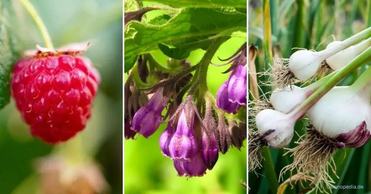 Die 15 Besten Begleitpflanzen Für Himbeeren & Einige Pflanzen, Die Man Meiden Sollte
