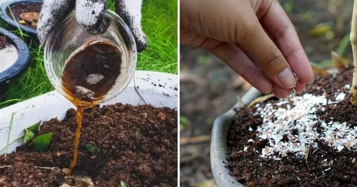 Die 6 Besten Hausgemachten D&uuml;nger F&uuml;r Ihren Geldbaum