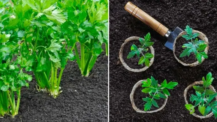 Die Besten Begleitpflanzen Für Sellerie In Ihrem Garten!