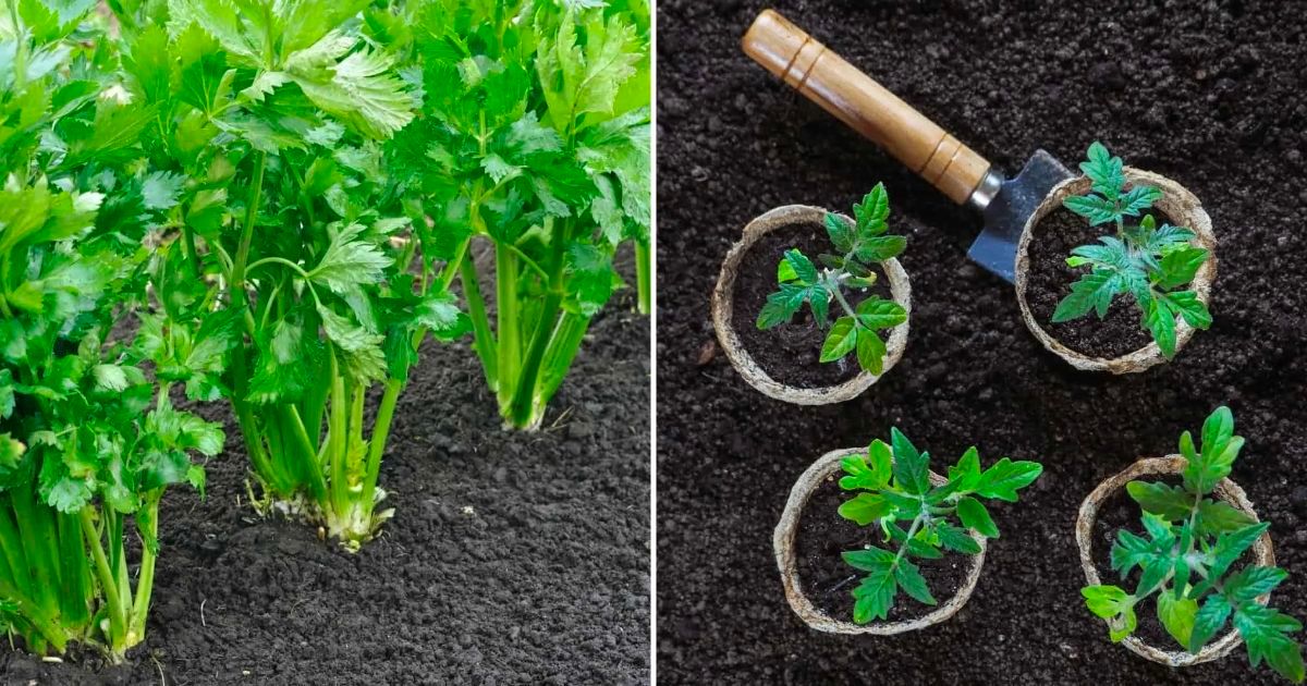 Die Besten Begleitpflanzen Für Sellerie In Ihrem Garten!