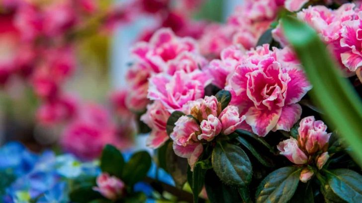 Senden Sie Liebesgrüße Oder Todesdrohungen? Die Wahre Bedeutung Der Azalee-Blume!