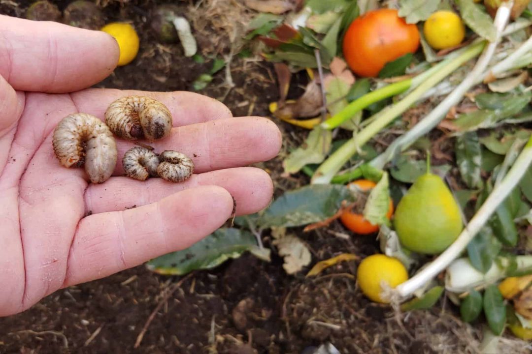 Arten Von Schädlichen Würmern In Der Gartenerde + Methoden Zur Beseitigung