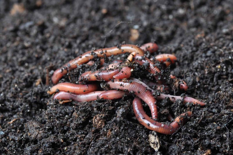 Arten Von Schädlichen Würmern In Der Gartenerde + Methoden Zur Beseitigung