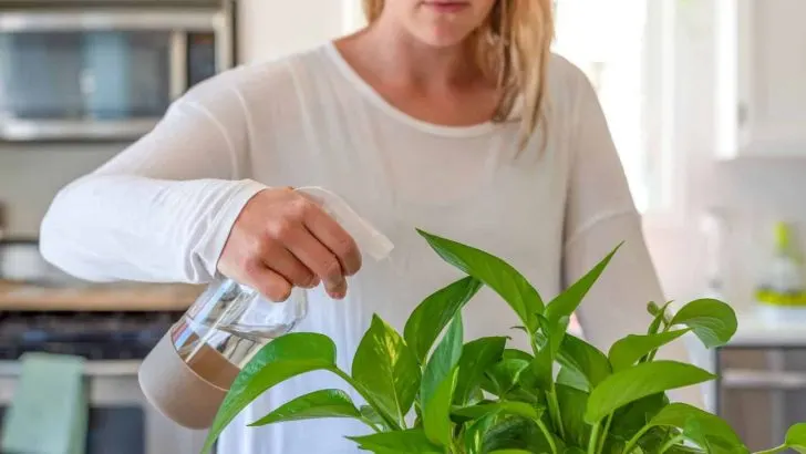 Rezepte für natürliche Schädlingssprays