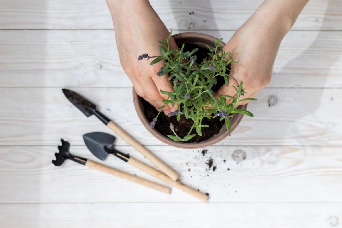 Hilfreiche Tipps Zum Umpflanzen Von Lavendel + 4 Dinge, Die Man