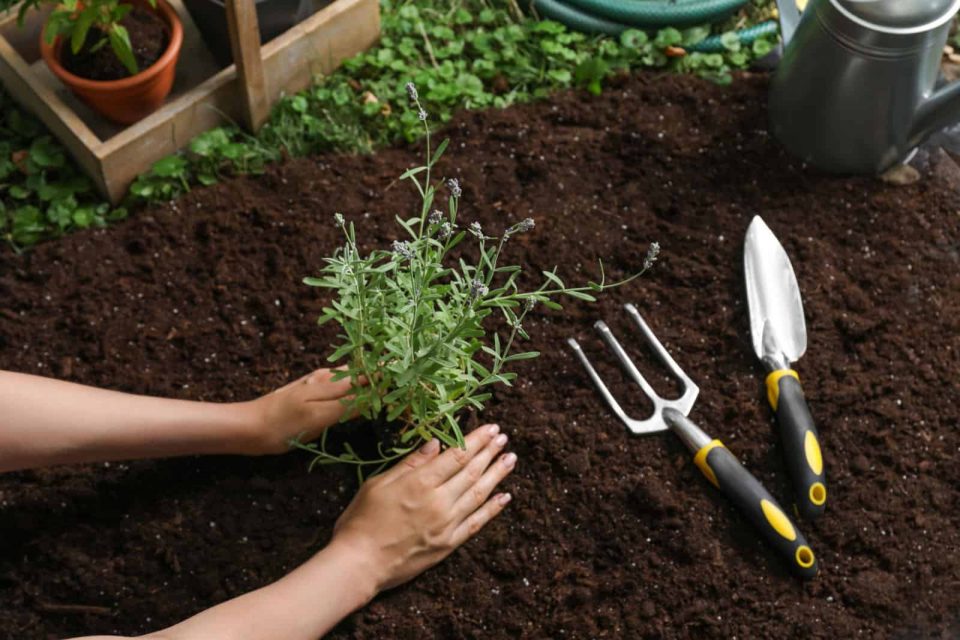 Hilfreiche Tipps Zum Umpflanzen Von Lavendel + 4 Dinge, Die Man
