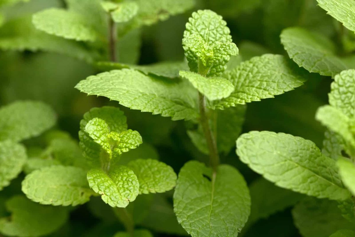 Die 15 Besten Begleitpflanzen Für Himbeeren & Einige Pflanzen, Die Man