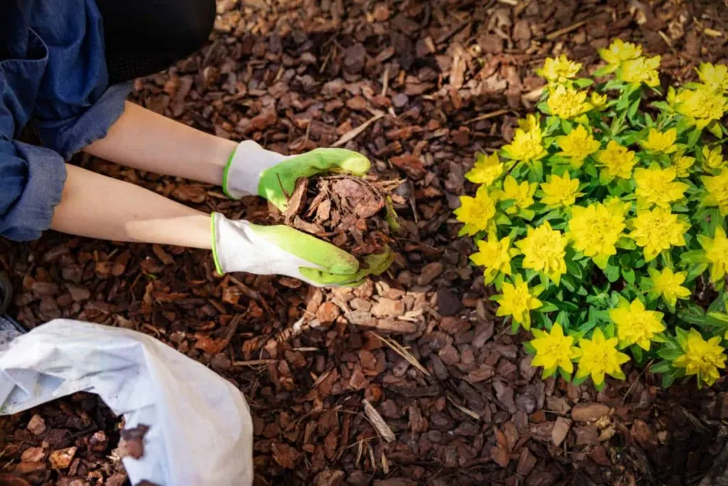 Gartner mulcht Blumenbeet mit Kiefernrindenmulch