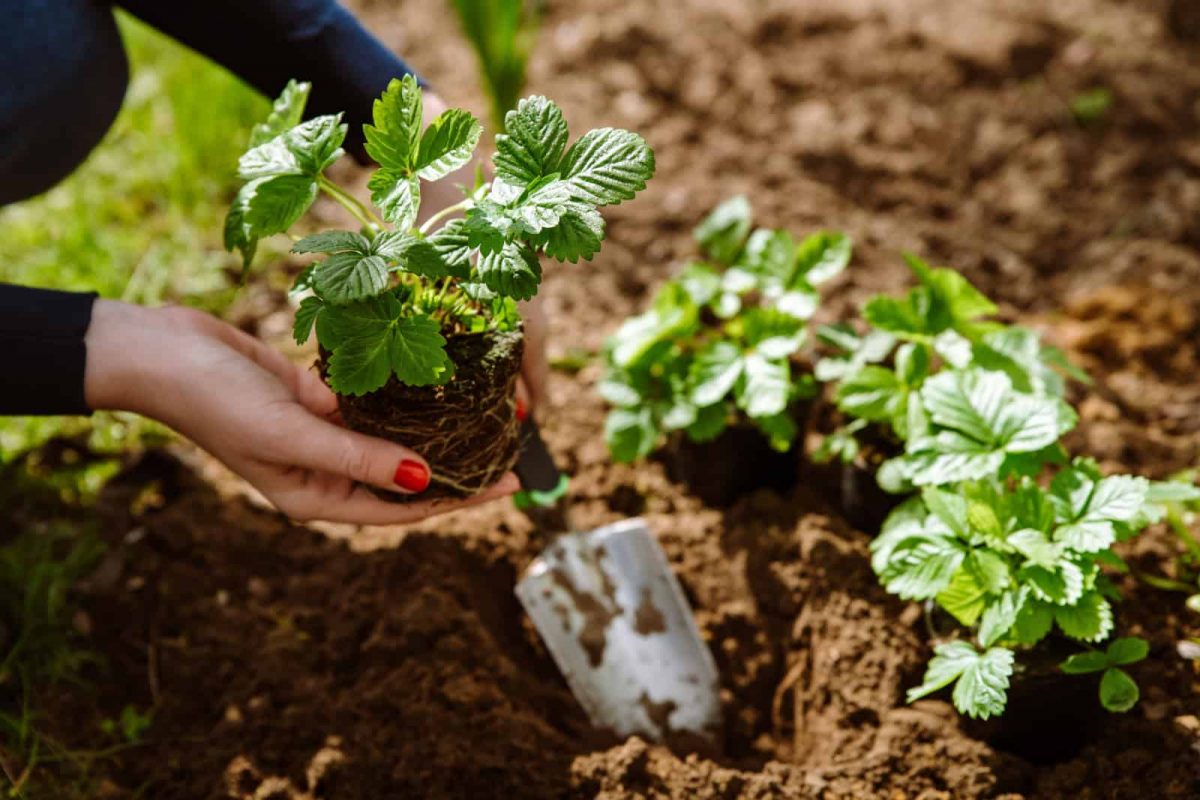 Gesamtheit Der Pflanzen An Einem Ort TOP 8 Geheimtipps Für Den Anbau Der Besten Erdbeeren