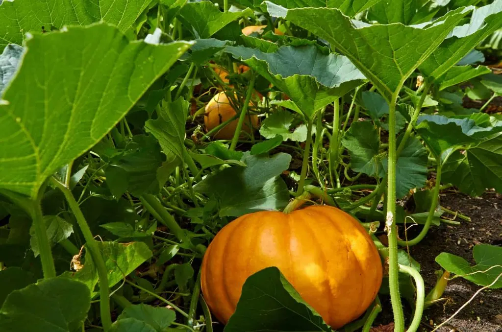 Groser orangefarbener Kurbis wachst im Garten