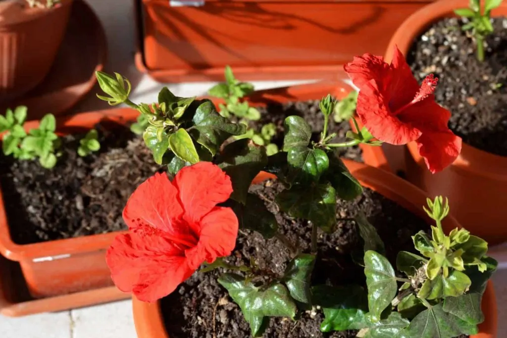 Hibiskusbluten wachsen auf einem Topf