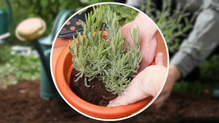 Hilfreiche Tipps Zum Umpflanzen Von Lavendel + 4 Dinge, Die Man Vermeiden Sollte