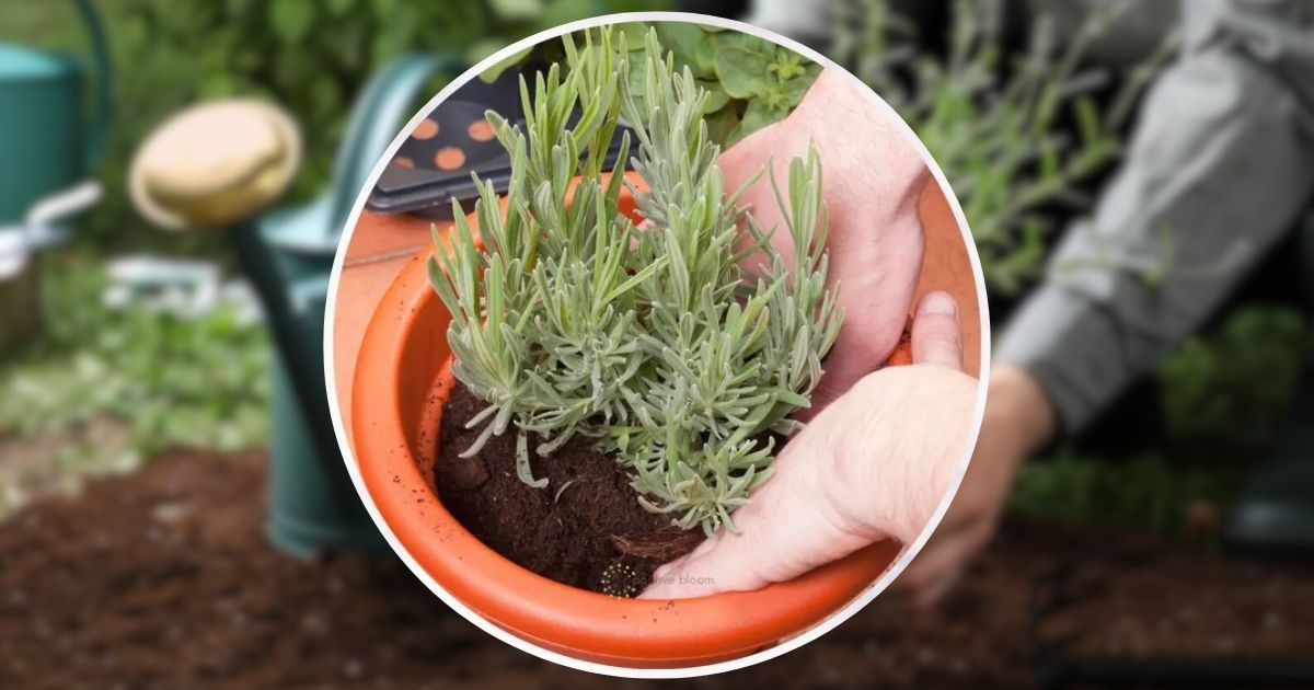 Hilfreiche Tipps Zum Umpflanzen Von Lavendel + 4 Dinge, Die Man