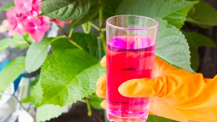 Holen Sie Das Beste Aus Ihren Hortensien Heraus Mit Diesen Tipps Zur Düngung