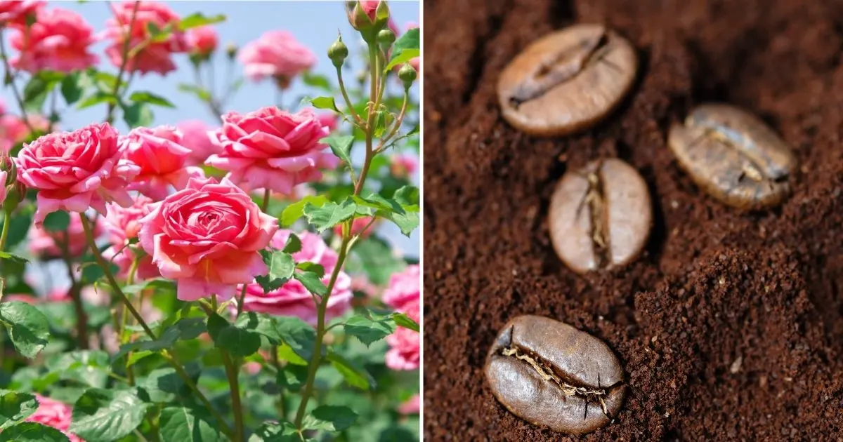 Ist Kaffeesatz Gut F&uuml;r Rosen