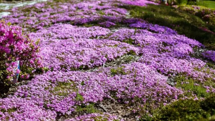 Ist der Kriechende Thymian Invasiv? Die Antwort Wird Sie Vielleicht Überraschen!