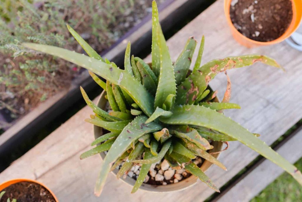 Kranke Aloe Vera Pflanze