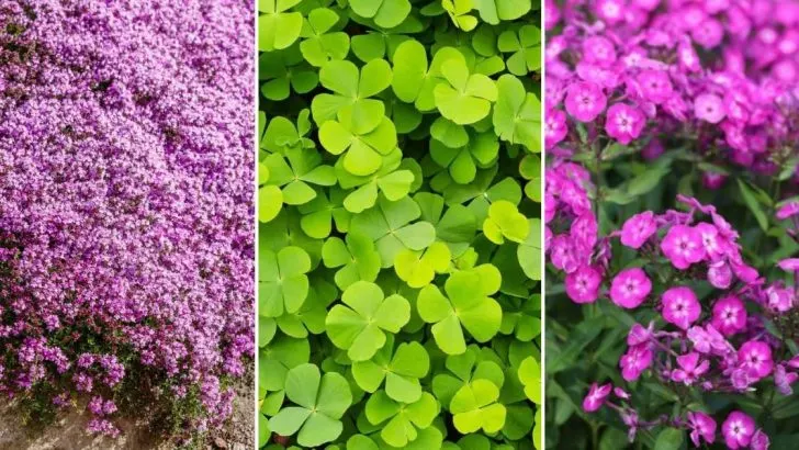 Kreative & Einfache Bodendecker-Ideen Für Eine Atemberaubende Landschaft