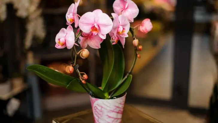 Lernen Sie 19 Spirituelle Pflanzen Kennen, Die Negative Energie Entfernen Können