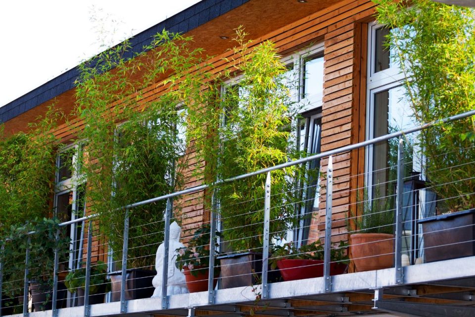 15 Atemberaubende Sichtschutzpflanzen Für Balkon Mit Pflegetipps!