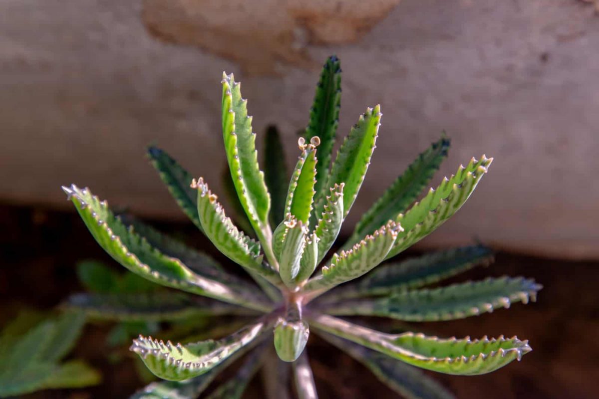 Herzlich willkommen in der faszinierenden Welt der Kalanchoe Arten + Bilder!