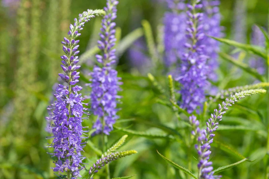 Nahaufnahme der bluhenden Garten Ehrenpreis Veronica longifolia